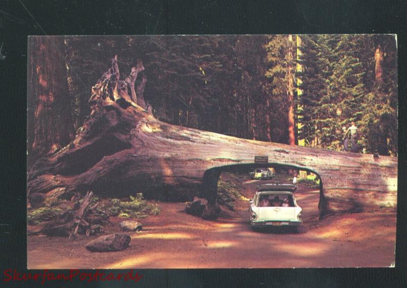 CALIFORNIA REDWOOD FOREST DRIVE THRU TREE 1958 CHEVY STATION WAGON POSTCARD