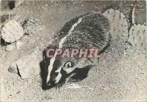 Modern Postcard Badger Advertisement Transfusine