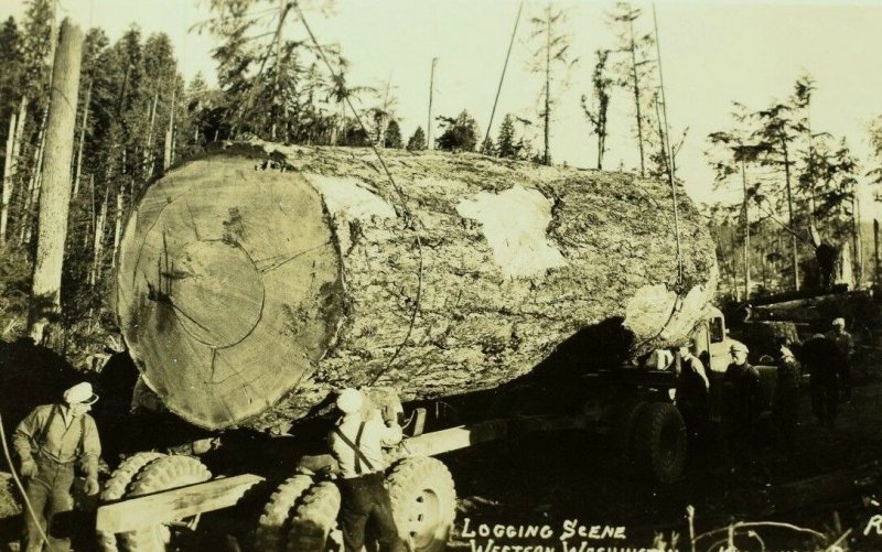 Vintage RPPC Loading Giant Redwood Tree In Washington Real Photo Postcard P72