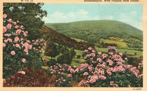 Vintage Postcard Rhododendron Big Laurel China Rose Tree West Virginia State