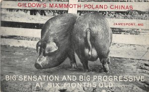 G83/ Jamesport Missouri Postcard c1910 Gildow's Mammoth Poland Pigs