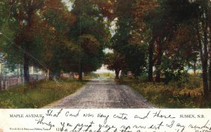 Vintage Postcard 1910's Maple Avenue Sussex New Brunswick Canada