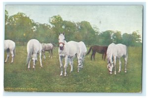 White Horses Pasture Animal Series Vintage Antique Postcard 