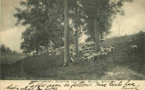 Lexington Kentucky 1908 Pastoral Blue Grass Wrenn King Postcard 21-14342