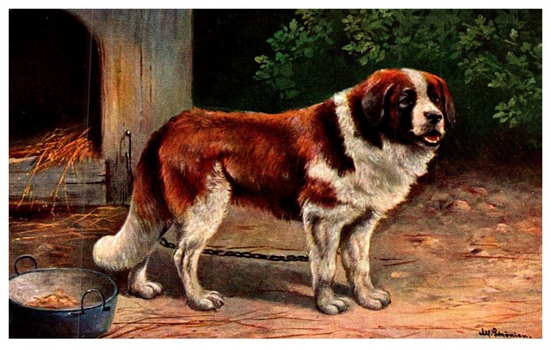 Dog ,  Saint Bernard Chained to Dog House