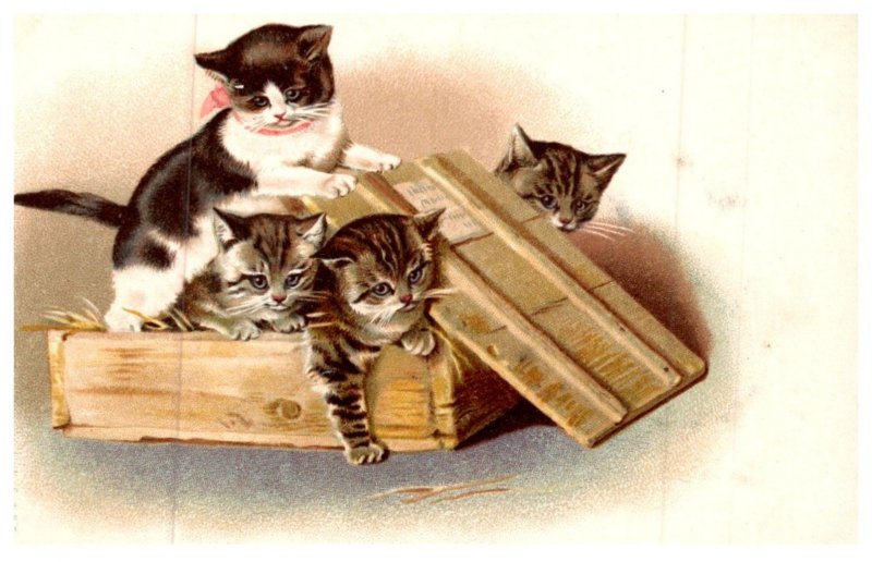 Cat , Kittens playing in wood  crate