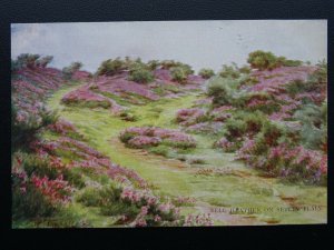 Hampshire New Forest BELL HEATHER ON SETLEY PLAIN W.Tyndale c1904 PC