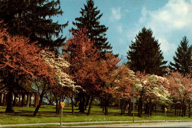 Kentucky Berea Dogwood and Redbud Trees Line The Bearea Campus 1996