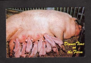 Pigs Piggy Piglets Farming Farm Animals Dinner Time Postcard