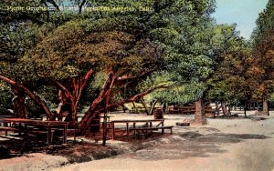 Los Angeles, California - Picnic Grounds in Griffith Park - c1908
