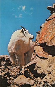 Mountain Goat Sheep Unused 