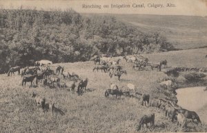 Ranching On Irrigation Canal Calgary Plain Back Old Postcard