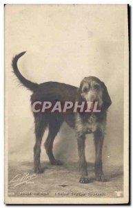 Postcard Old Dog Dogs Hound Ball's gryphon