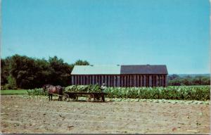 Pioneer Valley Northampton MA Mass Tobacco Field Harvesting Postcard D82 UNUSED