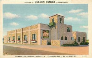1930s St Petersburg Florida Golden Sunset Citrus Packing Plant Farm Postcard