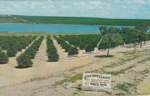 Oranges Governor's Grove Highwau U S 27 Clermont Florida