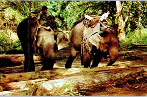 Trained Elephants At Work in Teak Forests Chiengmai Thailand Elephant Postcard