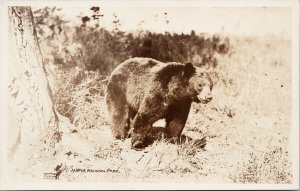 Large Bear Jasper National Park Alberta Unused FH Slark Real Photo Postcard F72