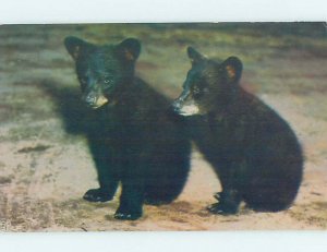 1950's BEAR CUBS IN GREAT SMOKY MOUNTAINS PARK Postmarked Cherokee NC AD5896