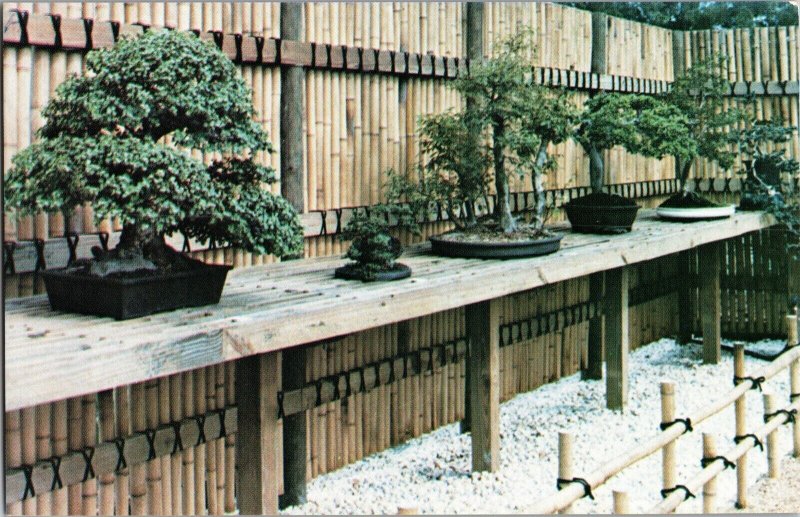 Bonsai, The Morikami Park Museum Gardens Delray Beach FL Vintage Postcard L63
