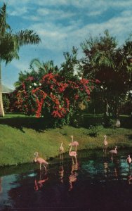 Vintage Postcard Flamingos In Tropical Sarasota Jungle Gardens Florida FL