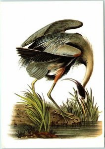 Postcard - Great Blue Heron (Ardea herodias) 