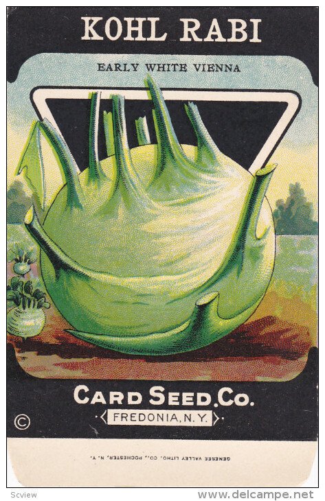 Seed Package , 1910-20s : KOHL RABI