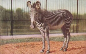 Grevey Zebra New York Zoological Park