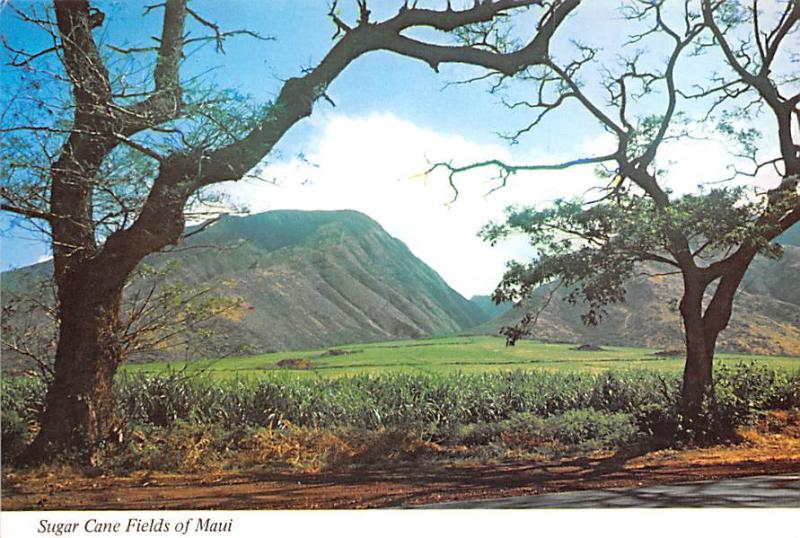 Sugar Can Fields - Maui, Hawaii