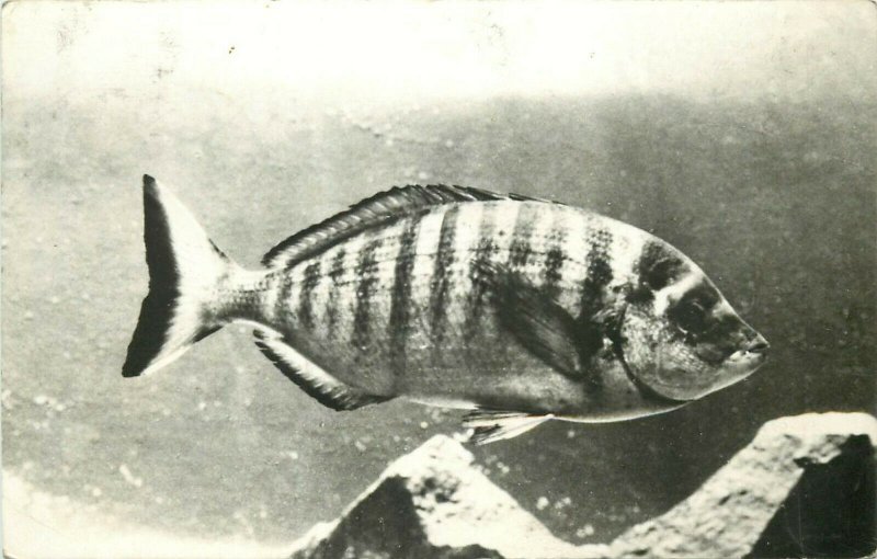 Constanta aquarium charax puntazzo hiena fish photo postcard Romania