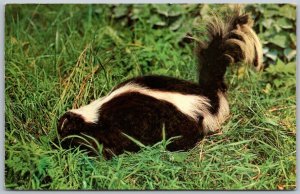 Toledo Ohio 1950s Comic Postcard Skunk Pardon My Scent