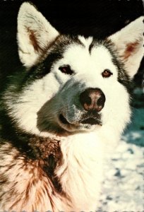 Alaskan Malamute Sled Dog 1977