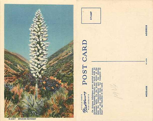 Spanish Bayonets, Yuccas in Arizona, AZ, Linen