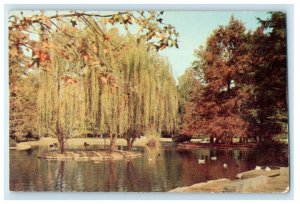 Trees and River Scene, Roeding Park, Fresno California CA Unposted Postcard