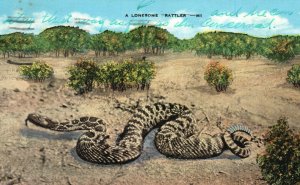 Vintage Postcard A Lonesome Rattler Snake Venomous Northern US & Diamond South