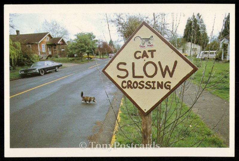 Cat Slow Crossing