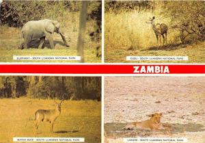 B91383 zambia elephant south luangwa park kudu water buck lioness africa 