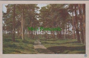 Germany Postcard - Aus Alten Waldern, Im Grunewald RS31690