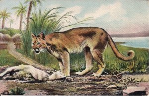 Lion w Prey near African Village 1910-15 Animals