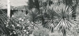 RPPC Mission San Juan Capistrano CA, California Gardens -  Plunkett Photo