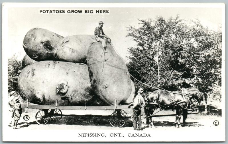 NIPISSING ONT. CANADA EXAGGERATED POTATOES VINTAGE REAL PHOTO POSTCARD RPPC