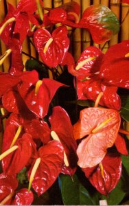 Hawaii Native Flowers Red Anthurium