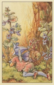 The Ground Ivy Fairy Antique Book Illustration Postcard