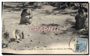 Old Postcard Blida Gorges Chiffa Familiars of monkeys stream