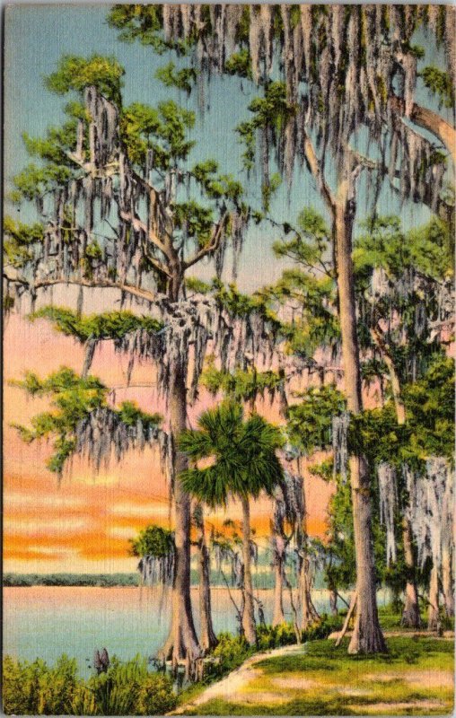 Florida Lake Wales Cypress Gardens Moss Covered Cypress Trees Curteich