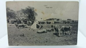 Vintage Postcard Caire Village Arabe Cairo Camping With Cows