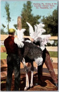 Plucking Mckinley Cawston Ostrich Farm South Pasadena California CA Postcard