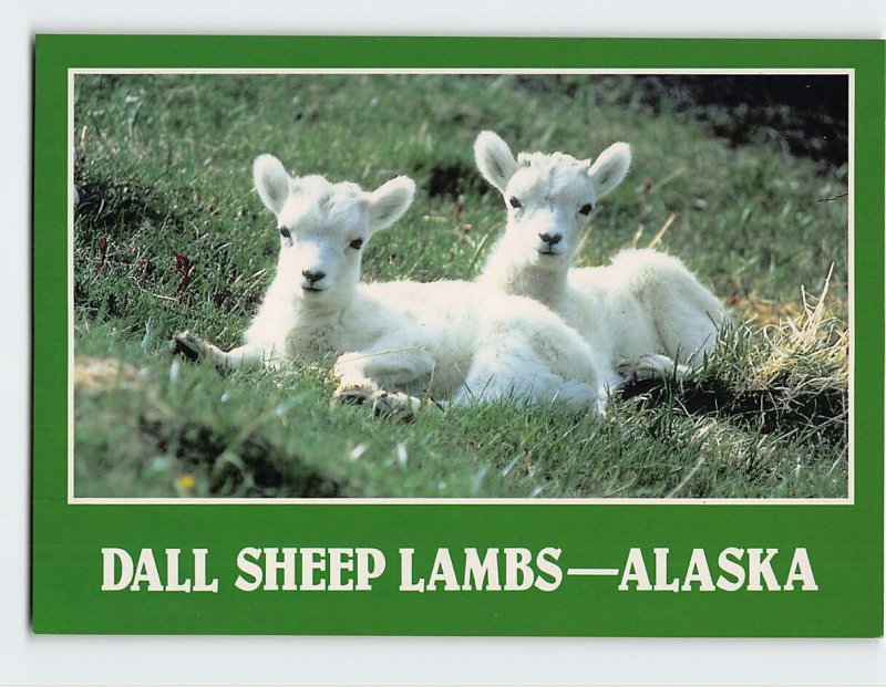 Postcard Dall Sheep Lambs, Alaska