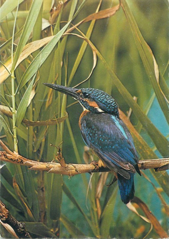 Animals Postcard Kingfisher bird picture