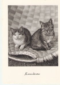 Animals. Cats  Lot of four (4)  modern photo postcards. size 15 x 10 cms.